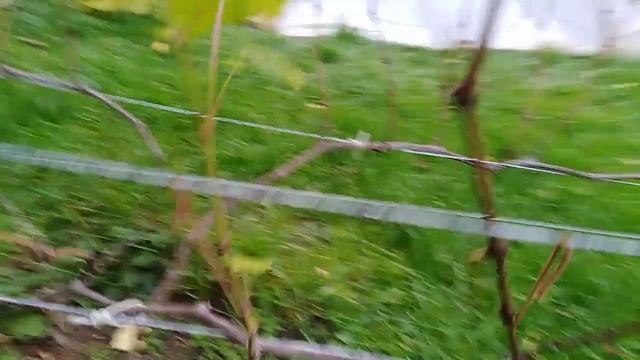 Рост лозы вызревание обрезка и укрытие лозы на зиму.