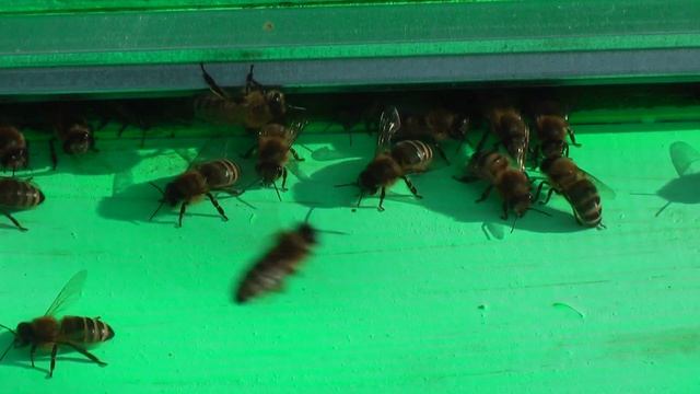 Профессор Кашковский: 10 семей купить в июле, до сентября можно довести до 30? смотреть онлайн