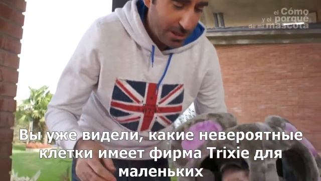 Морские свинки-морская свинка без шерсти породы Skinny смотреть онлайн