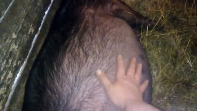 скоро опорос? смотреть онлайн