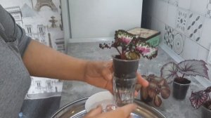 Фитильный полив для бегоний.