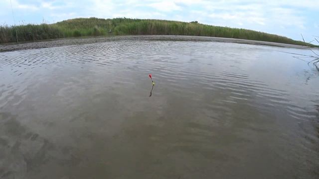 Рыбалка на Кубани с берега на поплавок ловля карася густеры и море другой рыбы смотреть онлайн