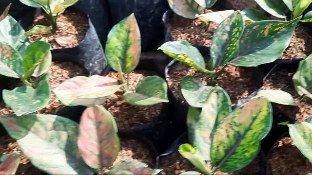 AGLAONEMA LOKAL HARGA TURUN!!! RESELLER MERAPAT DAN PROMO GRATIS ONGKIR смотреть онлайн