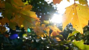 Евгения  Рыбакова, Алексей  Горшенёв  - Ты для меня