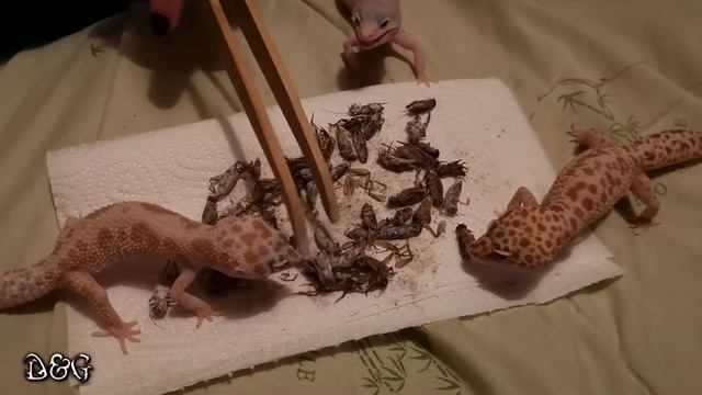 Кормление пятнистых эублефаров ( feeding leopard geckos ) смотреть онлайн