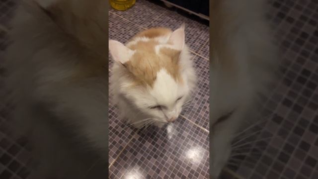 Как отучить кота царапаться и драть все вокруг-100% вариант/How to wean a cat to scratch смотреть онлайн