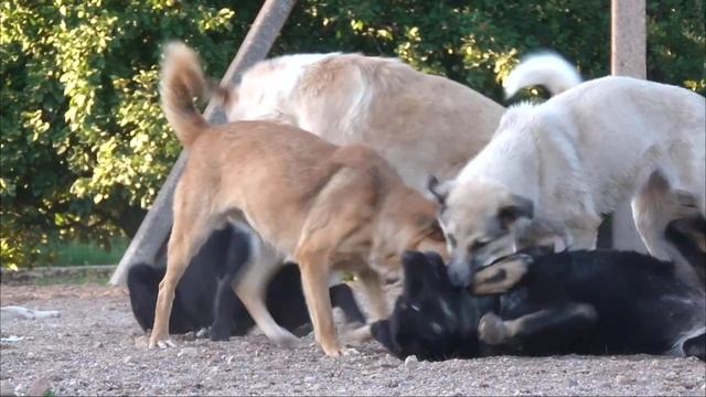 Обычный летний день в приюте "Верность". Помощь Животным смотреть онлайн