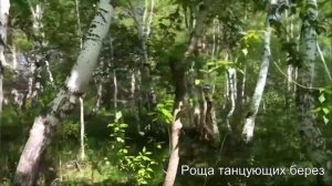 Легенда о «Роще танцующих берез»| Сакральный Казахстан| 1 класс