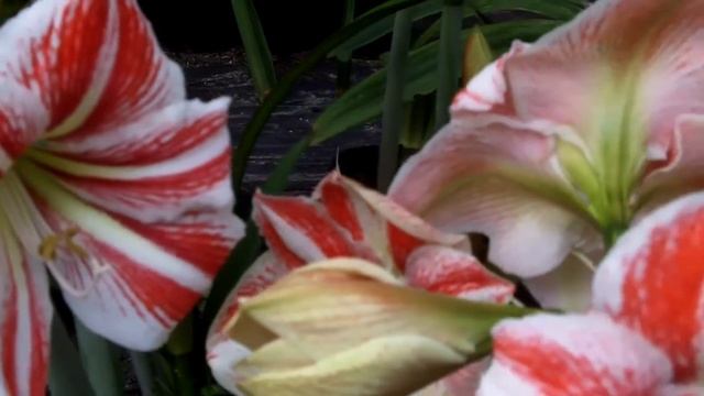 Амарилис Клоун: сорт луковичных растений для дома и сада смотреть онлайн