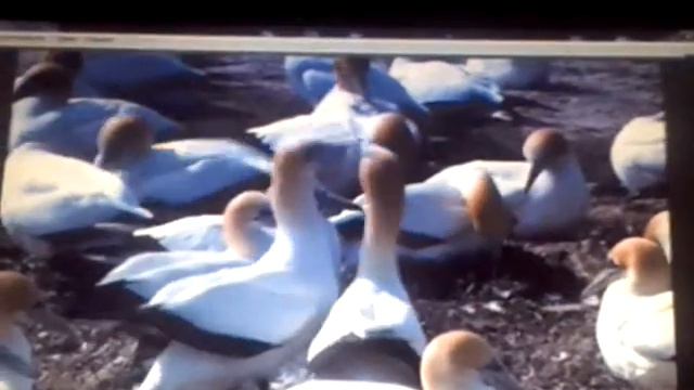 жизнь животных смотреть онлайн