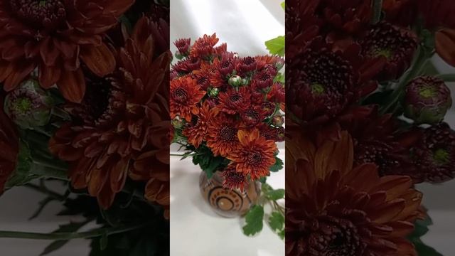 Хризантема мультифлора Miasto Orange #chrysanthemumflower #растенияпочтой #кустоваяхризантема смотреть онлайн