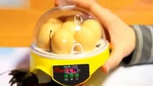 Портативный мини инкубатор на 7 яиц с цифровым регулятором для начинающих птицеводов