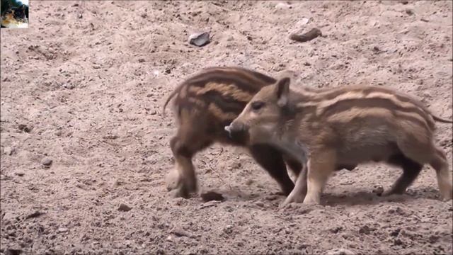 На фоне этого ЗВЕРЯ, львы и гиены просто милашки! смотреть онлайн