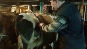 Пробуем антибрык для коров