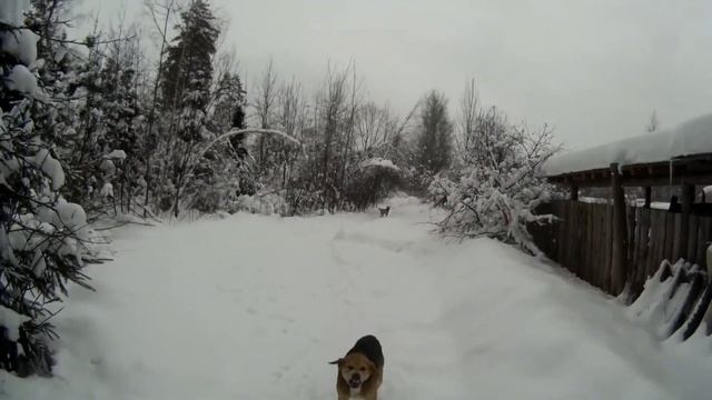 КАК НАУЧИТЬСЯ КАТАТЬСЯ НА ЛЫЖАХ ? ЧТО ДЕЛАТЬ, ЕСЛИ НАПАЛА СОБАКА ? смотреть онлайн