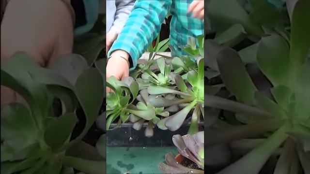 Tuto jardinage; Aeonium arboreum: comment faire une Bouture: plantes vertes, succulente, grasse смотреть онлайн