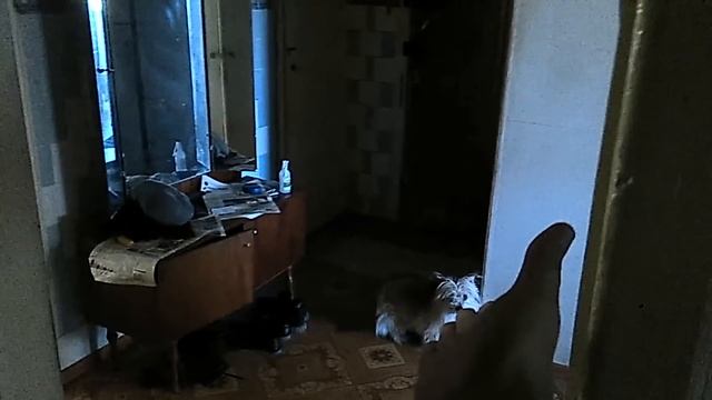Что посмотреть?: Заботливая лиса сэнко-сан / Sewayaki Kitsune no Senko-san смотреть онлайн
