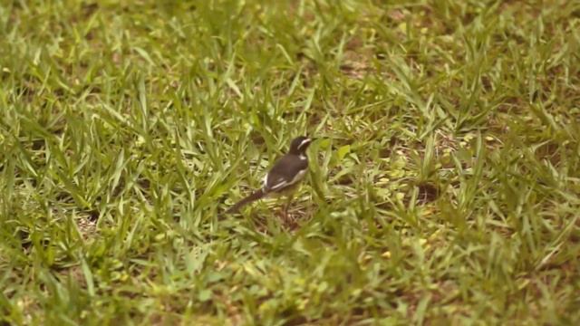 Nyungwe Park | World's Best Canopy Tour смотреть онлайн