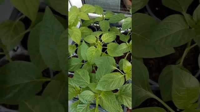 замерзнет ли рассада? смотреть онлайн