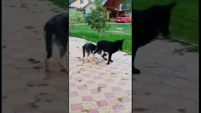Чёрные ВЕО и ЧЕПРАЧНЫЕ смотреть онлайн