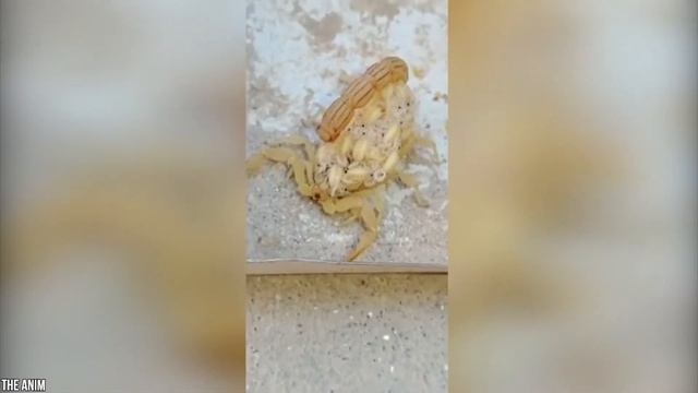 15 животных, которые едят себе подобных смотреть онлайн