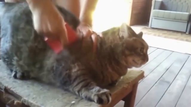 Злые коты Первая подборка смотреть онлайн