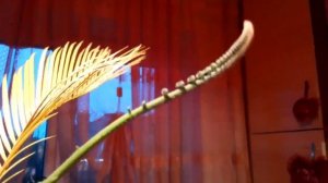 Цикас-2. Саговник/Саговая пальма. Молодая вайя! Пожелтели старые листья