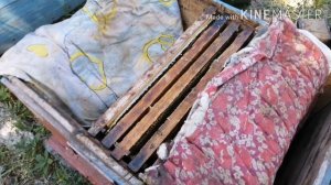 Самый надёжный способ посадки матки. Отводок на плодную матку. Купил маток карника.