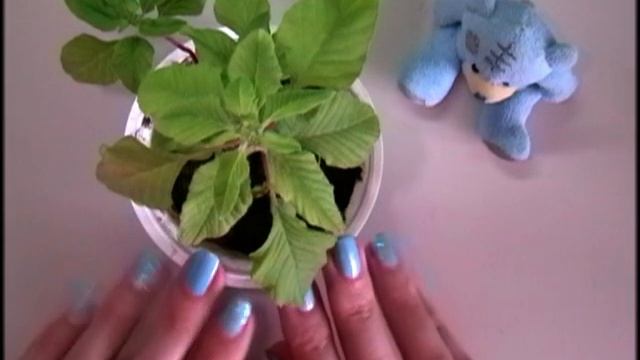 Карликовый банан. Развод по-китайски, сайт JOOM. смотреть онлайн