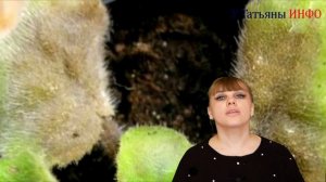 В чем причина? Как помочь: у фиалки гниют листья и стебли...