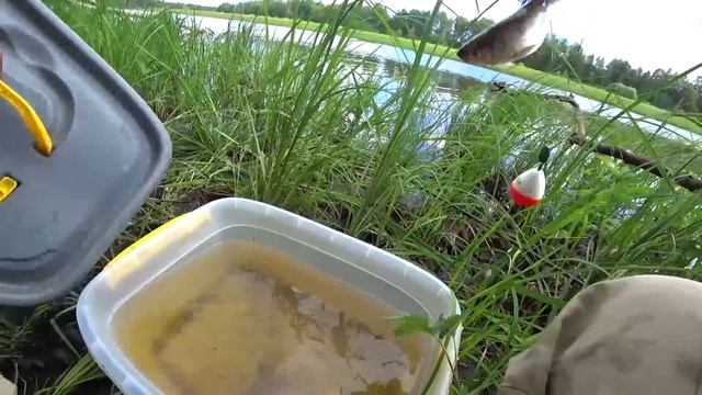 Рыбалка на поплавок. Ловля щуки на живца с берега на поплавок и спиннинг. Ловля живца на щуку. смотреть онлайн