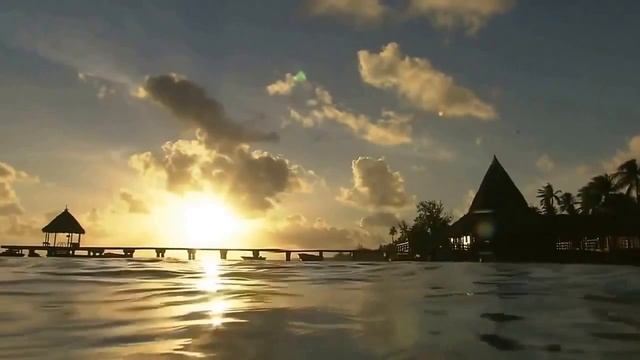 Копия видео "пальмы 5" смотреть онлайн