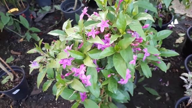 Pseuderanthemum - grow & care смотреть онлайн