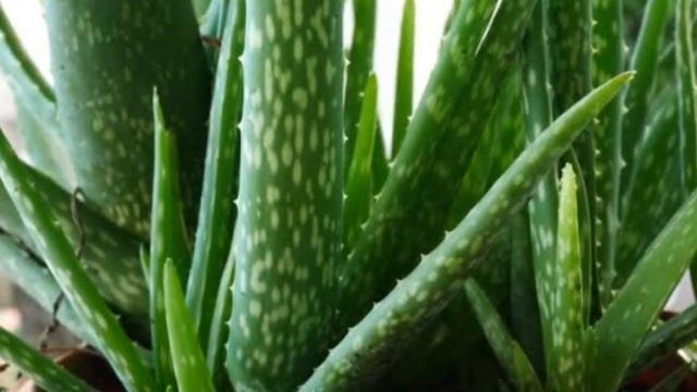 Алоэнинг сиз билмаган фойдаси. Aloening foydasi. смотреть онлайн