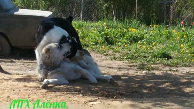САО. Алабаи. Страшные игры волкодавов / Как играют Алабаи/ кусалки/ талкалки/ попрыгалки/... смотреть онлайн