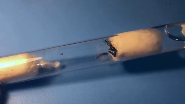 Что делать? Матка муравья. #Муравьи не откладывают яиц. Видео вопрос. смотреть онлайн