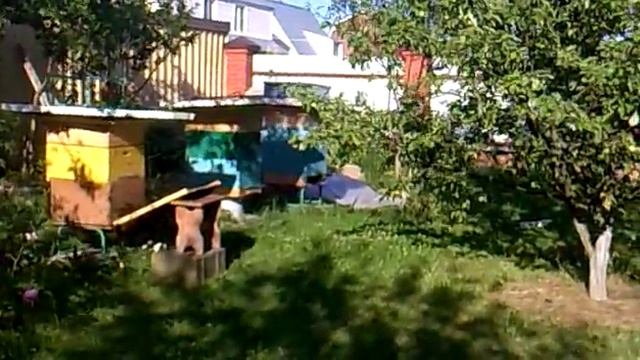 Пасека на даче (Работа пчел) смотреть онлайн