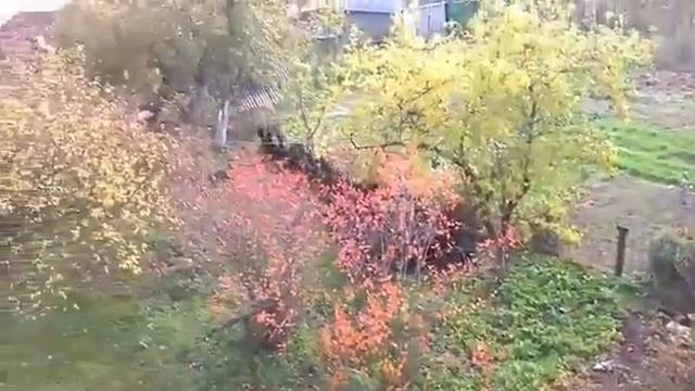 Дикие кабаны в городе Октябрьский 2 смотреть онлайн