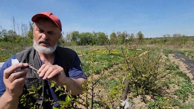 Как привить вишню, чтобы прижилась