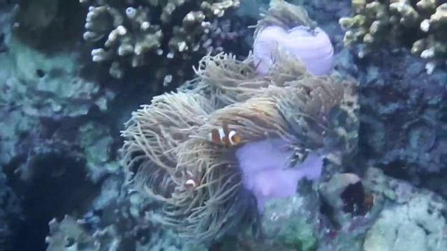 ใต้ทะเลหลีเป๊ะ ถ่ายโดย Fujifilm FinePix XP200 Camera смотреть онлайн