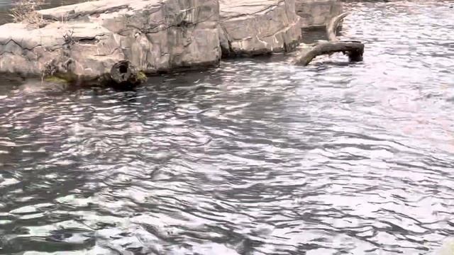 NYC VLOG 2: Central Park Zoo ?️ смотреть онлайн