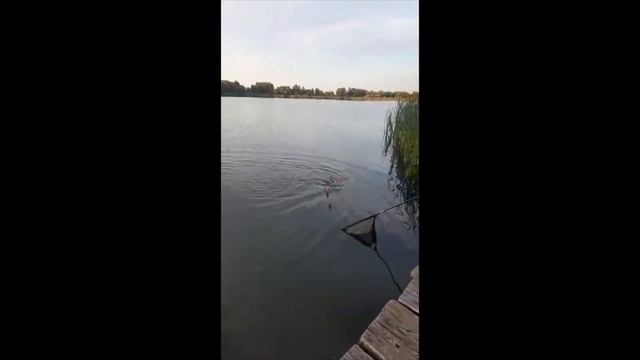 Огромный толстолобик !! смотреть онлайн