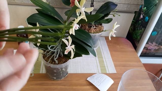 Черенкую фаленопсіс Джулія\ Знову квітконоси\ Phal. Julia\ Орхидея Ринх (Джулия) смотреть онлайн