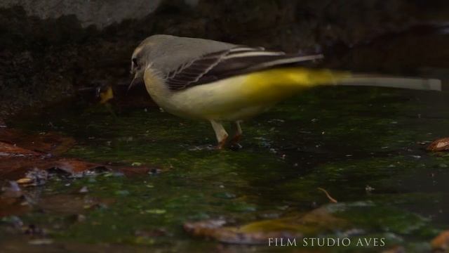 Трясогузка горная. Кавказ. Шахдаг. Река Шахнабат. | Film Studio Aves смотреть онлайн