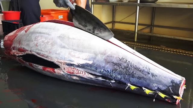 Cutting Giant Bluefin Tuna To Luxurious Sashimi / 巨大黑鮪魚切割秀 - Taiwanese Food