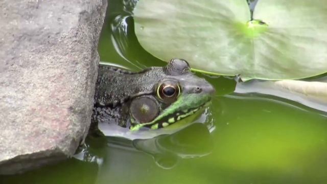 5 Существ, Которых Вы Можете Найти в Своем Туалете смотреть онлайн