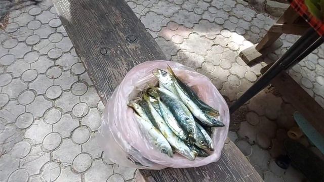 Приготовили ставриду| часть 2 | готовим улов|вкусняшка. смотреть онлайн