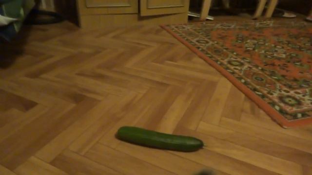 Кот и огурец смотреть онлайн