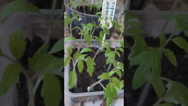 Самые лучшие сорта томатов для теплицы! смотреть онлайн