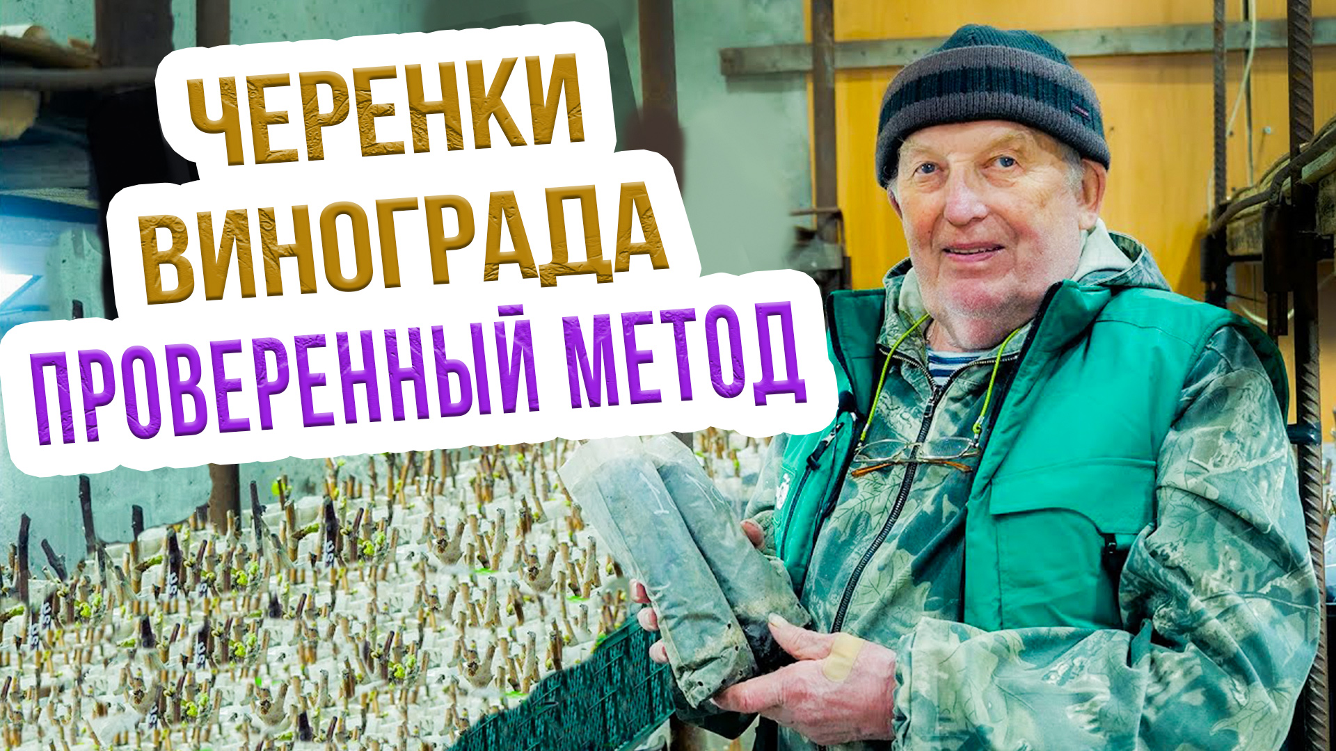 Эффективное укоренение черенков винограда. Укореняем черенки винограда. Продолжение мастер класса смотреть онлайн